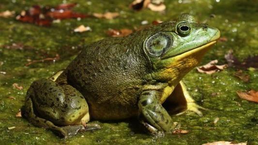 人工养殖牛蛙爆料视频,从爆料视频中看养殖全过程