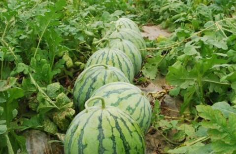 浏阳网红大瓜爆料视频曝光,视频曝光惊人内幕，揭秘娱乐圈背后真相